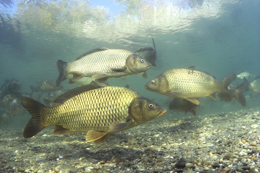 Protect the Great Lakes by Bowfishing Carp