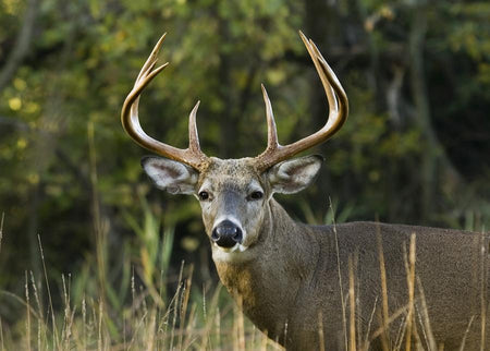 "No Excuses" Deer Hunting Season